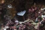 Cluster R�hrenwurm (Bispira brunnea) ...  Gilbert Angermann 01.12.2010