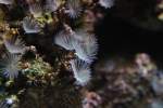 Cluster R�hrenw�rmer (Bispira brunnea) ...  Gilbert Angermann 02.12.2010