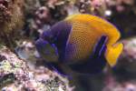 Kaiserfische Traumkaiserfisch (Pomacanthus navarchus) am 25.9.2010 im Toronto Zoo.