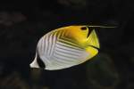 Falterfische F�hnchen-Falterfisch (Chaetodon auriga) am 25.9.2010 im Toronto Zoo.