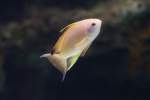 Juwelen Fahnenbarsch (Pseudanthias squamipinnis) ...  Gilbert Angermann 02.12.2010