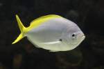 Gelber Blaur�cken F�silier (Caesio ...  Gilbert Angermann 02.12.2010