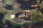Lippfische Harlekin Lippfisch (Choerodon fasciatus) am 25.9.2010 im Toronto Zoo.
