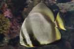 Spatenfische (2 Fotos)
