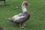 M�nnliche Warzenente (Cairina moschata) am 26.9.2010 im Jungle Cat World ...