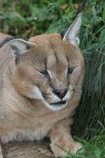 Karakal (Caracal caracal) am ...  Gilbert Angermann 04.12.2010