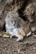luchse-lynx Rotluchs (Lynx rufus) am 26.9.2010 im Jungle Cat World Wildlife Park in Orono,Ont.