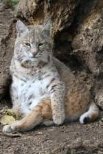 luchse-lynx Rotluchs (Lynx rufus) am 26.9.2010 im Jungle Cat World Wildlife Park in Orono,Ont.