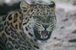 Schlecht gelaunter Amurleopard (Panthera ...  Gilbert Angermann 04.12.2010