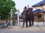 Ein asiatischer (thail�ndischer) Elefant mit seinem Mahout bei mir zu ...