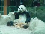 Ein Panda B�r im ...  Volker Hunsche 05.12.2010