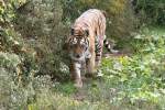 Sibirischer Tiger beim Rundgang. Jungle Cat World Wildlife Park Orono,Ont ...