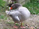 Fr�nkische Landgans (2 Fotos)