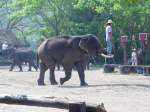 Ein asiatischer Elefant bei ...  Volker Hunsche 06.12.2010