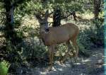 Odocoileus (Wei�wedel-, Maultierhirsche) (8 Fotos)