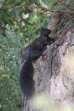baumhornchen Grauh�rnchen (Sciurus carolinensis) am 26.9.2010 in der Second Marsh in Oshawa,Ont.