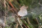 blaulinge-lycaenidae Eastern Tailed-blue (Cupido comyntas syn. Everes comyntas) am 26.9.2010 in der Second Marsh in Oshawa,Ont.