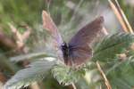 blaulinge-lycaenidae Weiblicher Eastern Tailed-blue (Cupido comyntas syn. Everes comyntas) am 26.9.2010 in der Second Marsh in Oshawa,Ont.