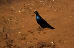 Diesen Glanzvogel fotografierte ich 1992 im Sabi Sabi Private Game ...