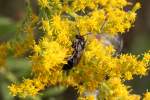 taillenwespen-bienen-und-grabwespen Furchenbiene (Halictus rubicundus) am 26.9.2010 in der Second Marsh in Oshawa,Ont.