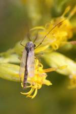 Zuckm�cken (Chironomidae) (2 Fotos)