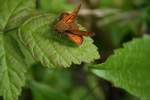 Ein Rostfarbiger Dickkopffalter (Ochlodes ...  Gilbert Angermann 28.10.2009