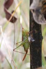Weibliche Schwertschrecke (Conocephalus brevipennis) ...  Gilbert Angermann 08.12.2010