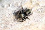 springspinnen-salticidae Die Bold Jumping Spider (Phidippus audax) ist eine in ganz Amerika beheimatete Springspinne.