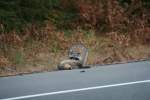Ein etwas unvorsichtiger Waschb�r ...  Gilbert Angermann 28.10.2009