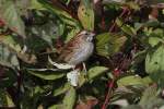 Wei�kehlammer (Zonotrichia albicollis) am ...  Gilbert Angermann 09.12.2010