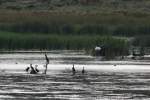 ardea-grose-reiher Mehrere Wasserv�gel ruhen sich in der abendlichen D�mmerung aus. Drunter sind Enten, M�wen, Ohrenscharben, ein Kandareiher und ein wei�er Nashornpelikan. Second Marsh in Oshawa,Ontario am 26.9.2010.