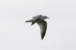Jugendliche Ringschnabelm�we (Larus delawarensis) ...  Gilbert Angermann 09.12.2010