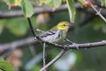 Weiblicher Gr�n-Walds�nger (Dendroica virens) ...  Gilbert Angermann 09.12.2010