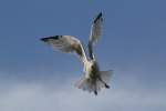 Ringschnabelm�we (Larus delawarensis) am ...  Gilbert Angermann 09.12.2010