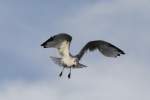 Ringschnabelm�we (Larus delawarensis) am ...  Gilbert Angermann 09.12.2010