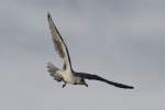 Ringschnabelm�we (Larus delawarensis) am ...  Gilbert Angermann 09.12.2010