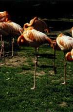 Rosa Flamingos im Zoo ...  Volker Hunsche 10.12.2010