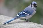Blauh�her (Cyanocitta cristata) am ...  Gilbert Angermann 10.12.2010