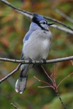 Blauh�her (Cyanocitta cristata) am ...  Gilbert Angermann 10.12.2010