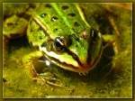 Gr�nfrosch    ...  Burkhard Kohnert 10.12.2010
