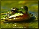 Gr�nfrosch    ...  Burkhard Kohnert 10.12.2010
