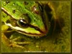 Gr�nfrosch    ...  Burkhard Kohnert 10.12.2010