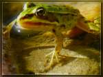 Gr�nfrosch    ...  Burkhard Kohnert 10.12.2010