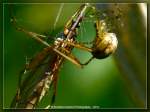 Spinne mit Opfer  ...  Burkhard Kohnert 10.12.2010