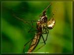 Spinne mit Opfer  ...  Burkhard Kohnert 10.12.2010
