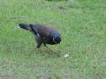 Am 15.04.2006 in Phuket S�dthailand fotografiert  ...