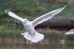 eigentliche-mowen-larus Ringschnabelm�we (Larus delawarensis) am 2.10.2010 auf dem Gebiet des Royal Botanical Gardens in Hamilton,Ont.