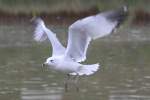 eigentliche-mowen-larus Ringschnabelm�we (Larus delawarensis) am 2.10.2010 auf dem Gebiet des Royal Botanical Gardens in Hamilton,Ont.