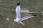 eigentliche-mowen-larus Ringschnabelm�we (Larus delawarensis) am 2.10.2010 auf dem Gebiet des Royal Botanical Gardens in Hamilton,Ont.
