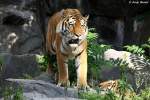 Sibirischer Tiger oder auch ...  Andy Hensel 29.10.2009